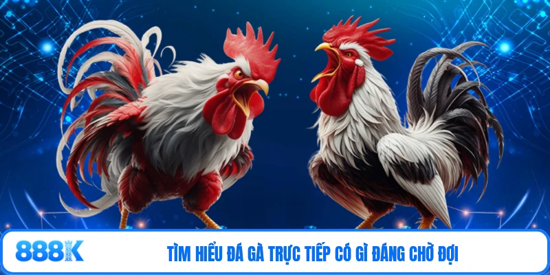 Tìm hiểu đá gà trực tiếp có gì đáng chờ đợi