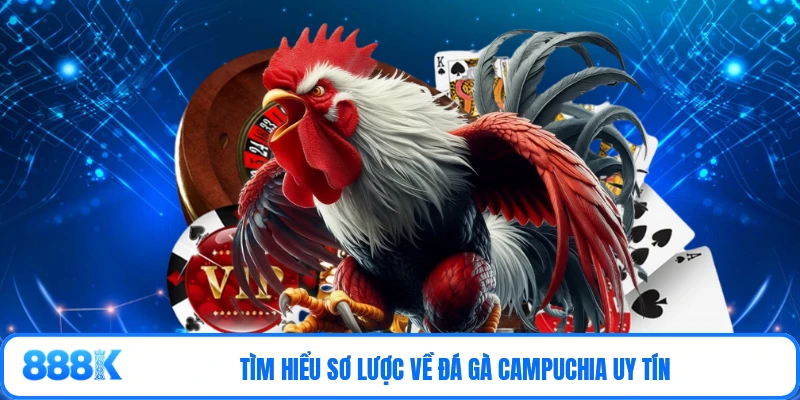 Tìm hiểu sơ lược về đá gà Campuchia uy tín